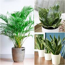 Indoor & Outdoor Plants