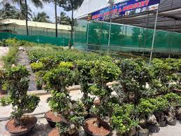 Plant Sale & Supply Services