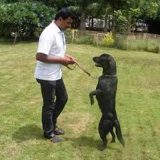 Pet Training Services