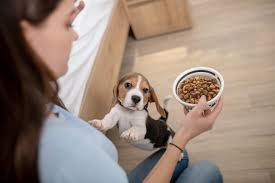 Pet Nutrition & Feeding Support Services